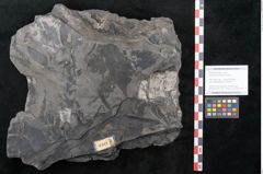 Foto (Objekt + Etikett) von Dioonites permaeformis Schenk (NHMW-GEO-2024-0188-10643)